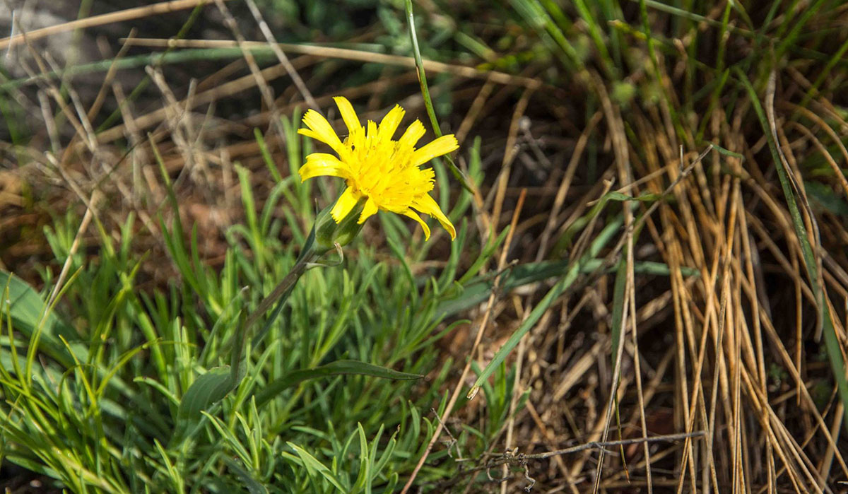 Tragopogon porrifolius, il fiore del Barbabuc o Scorza bianca